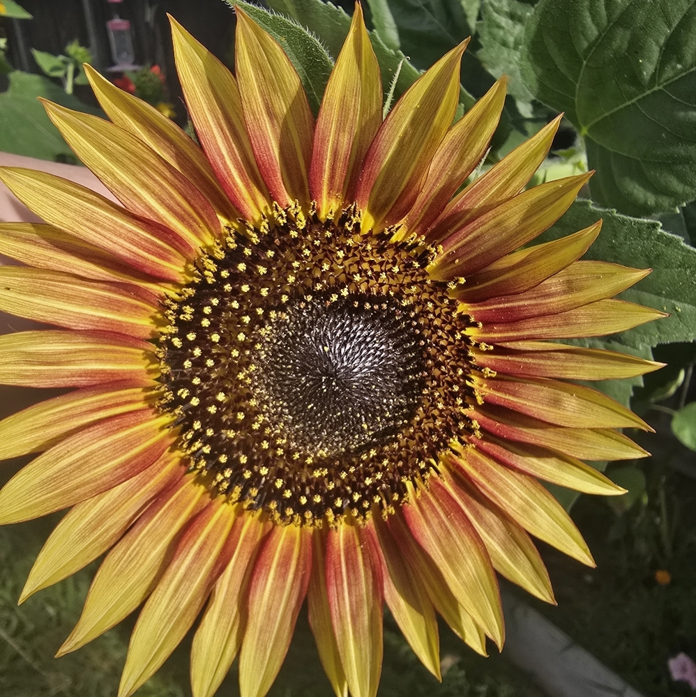 Meet your Posher, Sierra